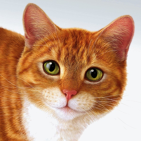 images douces dans gifs 19799715