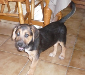 Kylie Berger Allemand X Beagle de 4 mois ( Dept 25 ) Kylie Berger Allemand X Beagle de 4 mois ( Dept 25 )