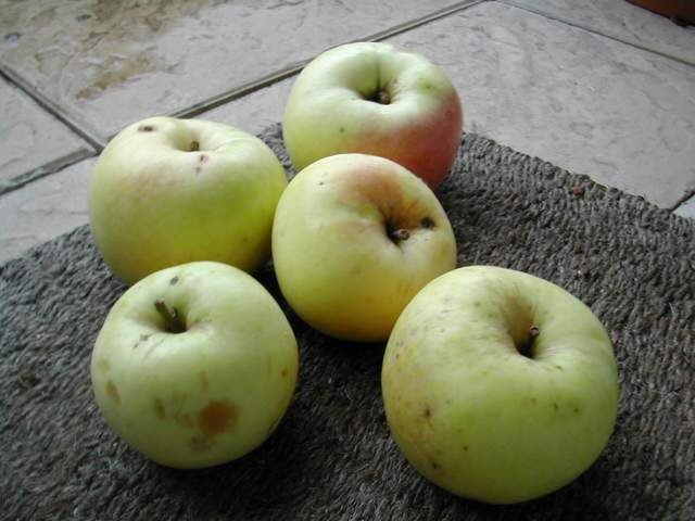 pommes d'août - pommes blanches